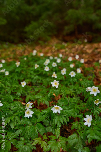 Obraz na płótnie Wood anemone flower closeup w salonie