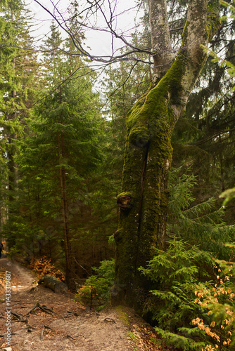 Obraz na płótnie Twisted mossy tree in forest w salonie