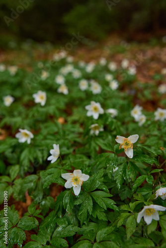 Wood anemone flower closeup