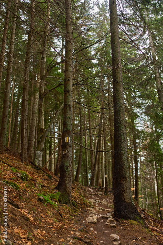 Autumn forest trail with large trees