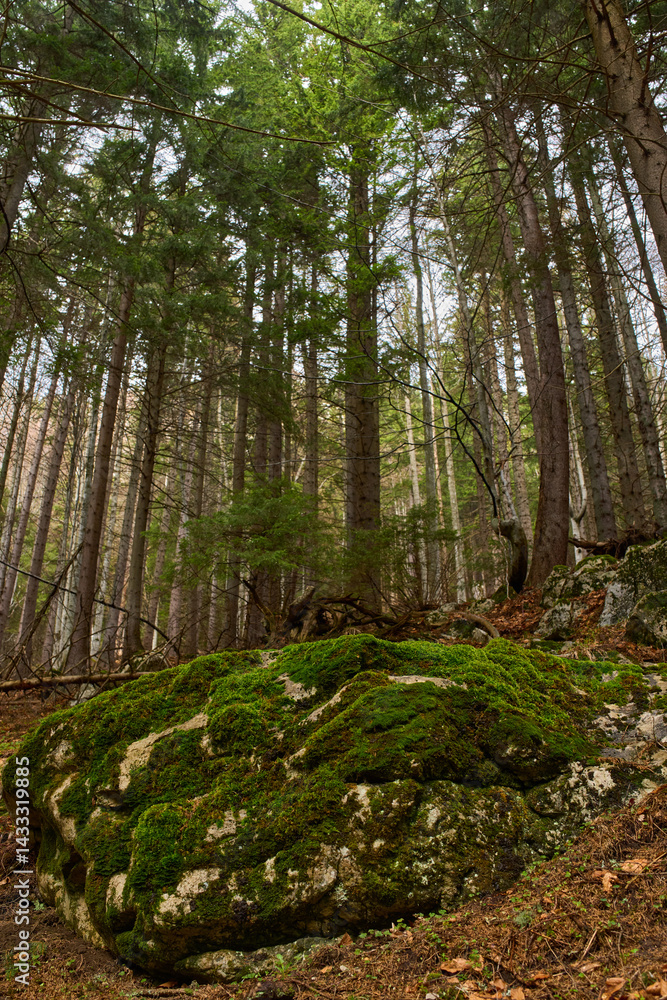 Mossy rocks in pine forest