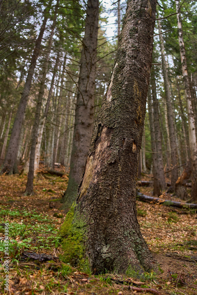 Tree trunk in mossy forest