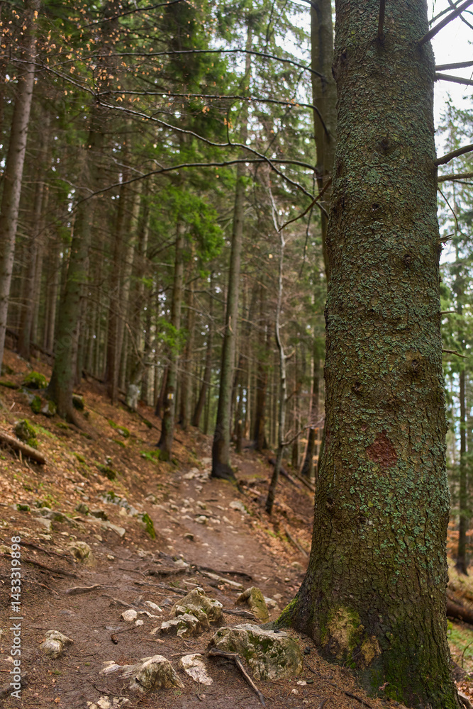Autumn forest trail with large trees