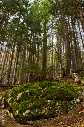 Obraz na płótnie Mossy rocks in pine forest w salonie