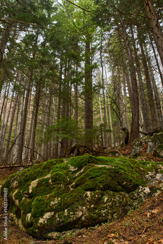 Obraz na płótnie Mossy rocks in pine forest w salonie