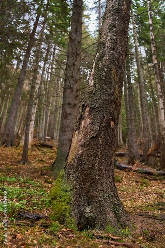 Obraz na płótnie Tree trunk in mossy forest w salonie