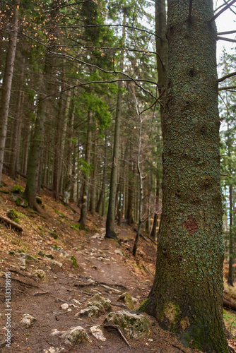 Obraz na płótnie Autumn forest trail with large trees w salonie
