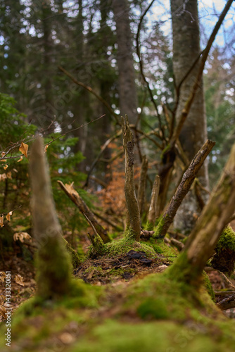 Obraz na płótnie Decaying mossy trunk with jagged limbs w salonie