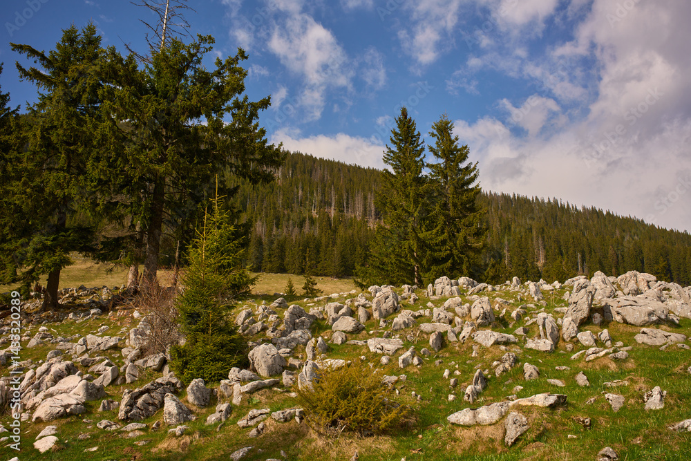 Rocky alpine meadow with forest and distant hills