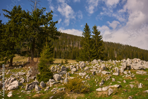 Obraz na płótnie Rocky alpine meadow with forest and distant hills w salonie