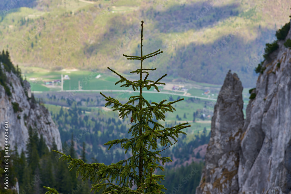Aerial view of sharp limestone spires in alpine forest
