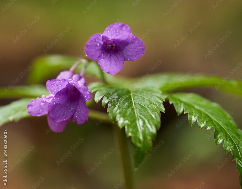 Macro of purple wildflower with raindrops on petals