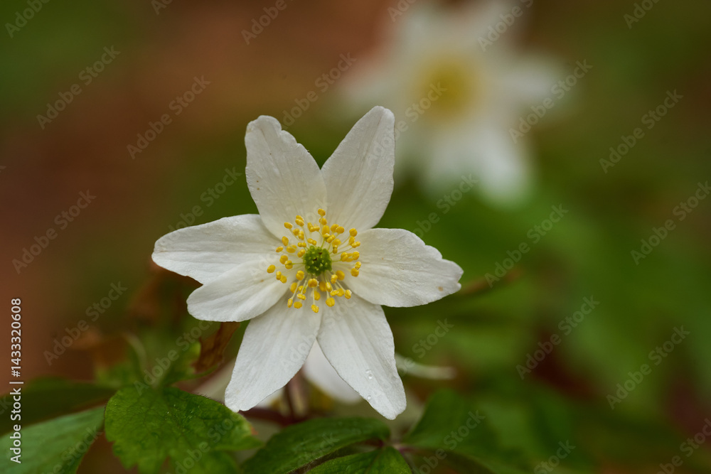 Wood anemone flower closeup