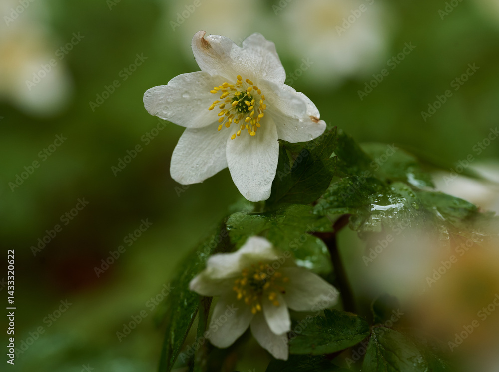 Wood anemone flower closeup