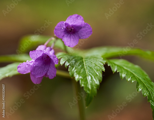 Obraz na płótnie Macro of purple wildflower with raindrops on petals w salonie