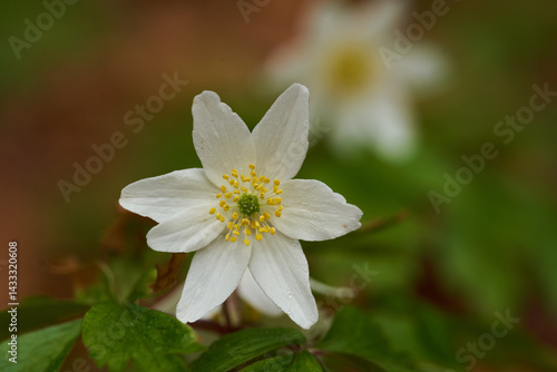 Obraz na płótnie Wood anemone flower closeup w salonie