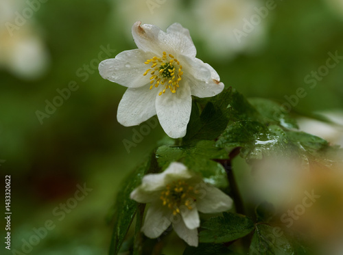 Obraz na płótnie Wood anemone flower closeup w salonie