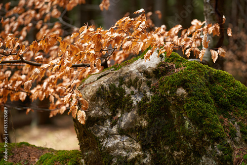 Obraz na płótnie Moss-covered rock in forest clearing w salonie