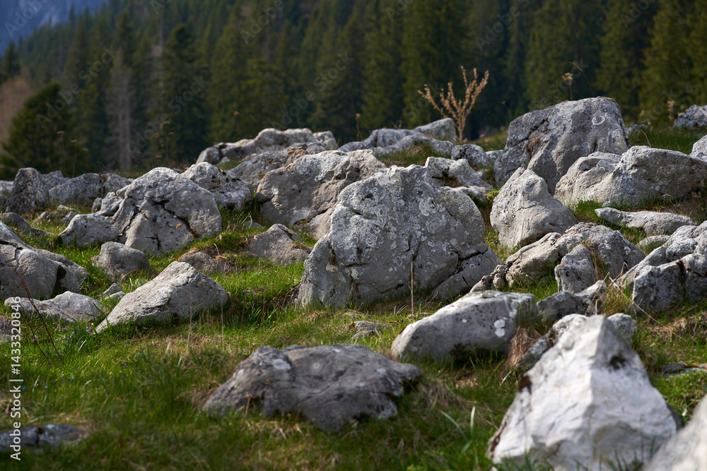 Rocky alpine meadow with forest and distant hills