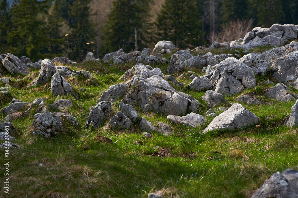 Rocky alpine meadow with forest and distant hills