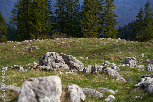 Rocky alpine meadow with forest and distant hills