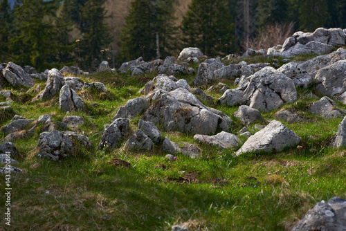 Obraz na płótnie Rocky alpine meadow with forest and distant hills w salonie