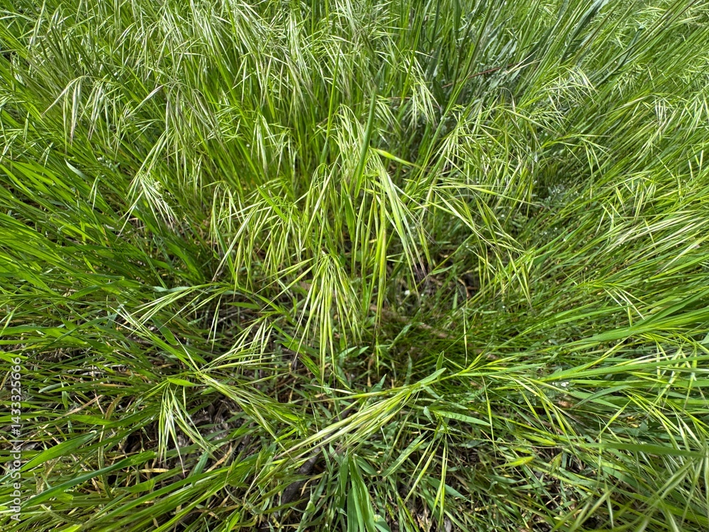 Closeup of flowering barren brome grass, selective focus - Bromus sterilis. Bromus sterilis is an annual or biennial species of bromegrass known as barren brome, poverty brome, and sterile brome.
Closeup of flowering barren brome grass, selective focus - Bromus sterilis. Bromus sterilis is an annual or biennial species of bromegrass known as barren brome, poverty brome, and sterile brome.