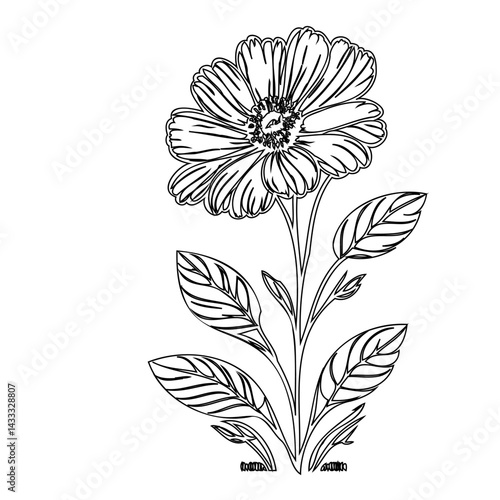 Delicate floral illustration: A solitary blossom in minimalist line art style