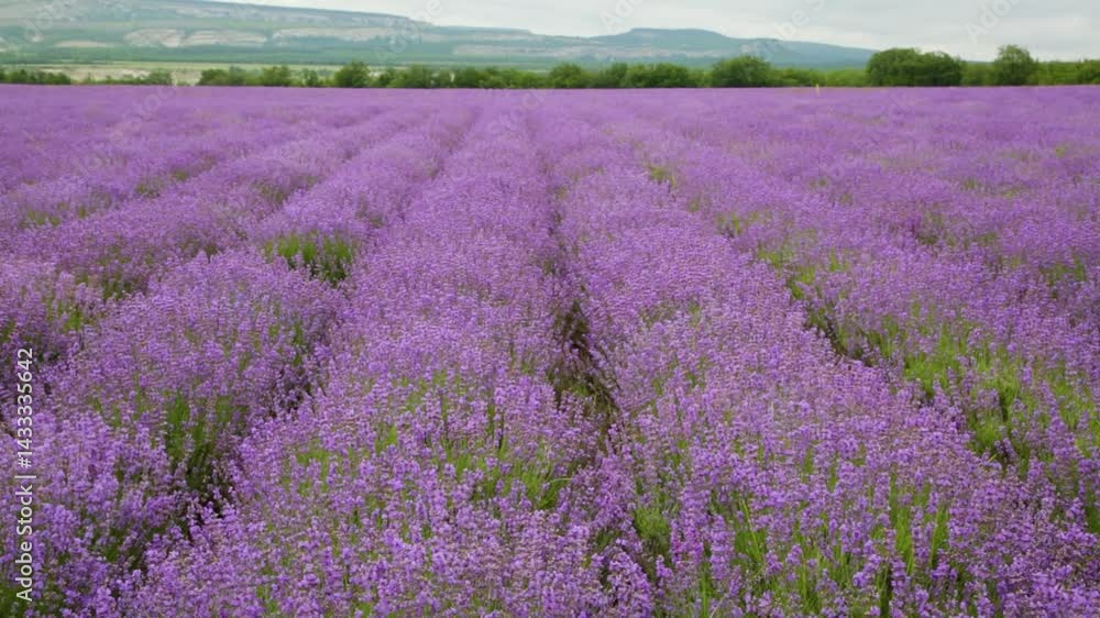 Big field of blooming lavender on a summer day under blue sky Big field of blooming lavender on a summer day under blue sky