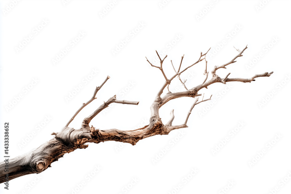dry tree branch isolated white background dry tree branch isolated white background