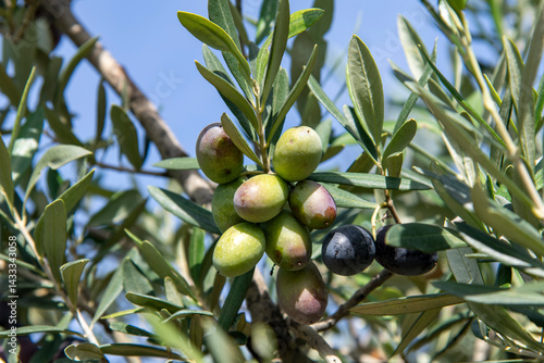 Close up of the fruit of an olive tree (Olea europaea) between green leaves of the tree and background of a blue sky with selected focus