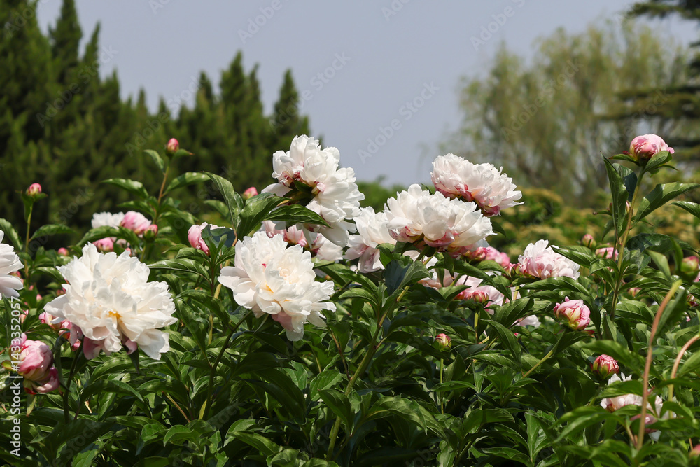 Fototapeta premium Peony flowers in the garden, Luoyang, China