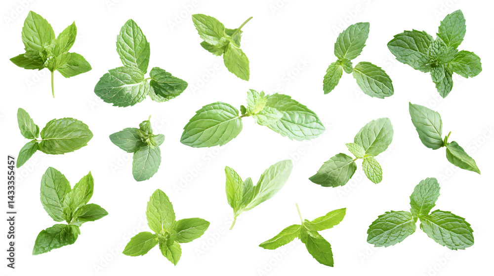 Fresh Mint Leaves Isolated on Transparent Background for Culinary Design Projects Fresh Mint Leaves Isolated on Transparent Background for Culinary Design Projects