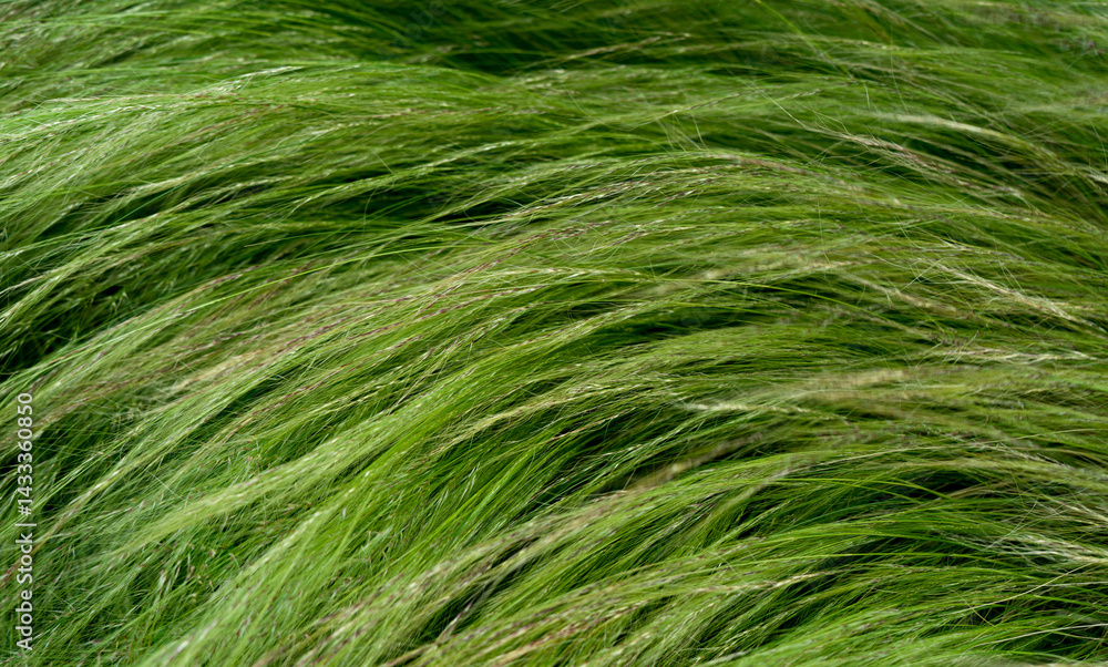 Feather grass field close up, background Feather grass field close up, background