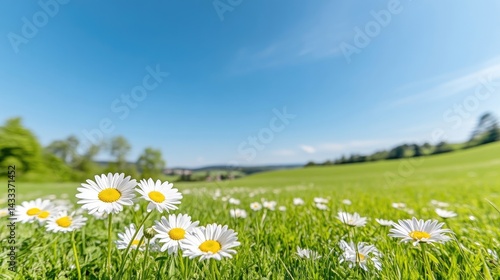 Wallpaper Mural A vibrant field of white daisies blooming in lush green grass under a clear blue sky on a sunny day, with rolling hills in the background. Torontodigital.ca