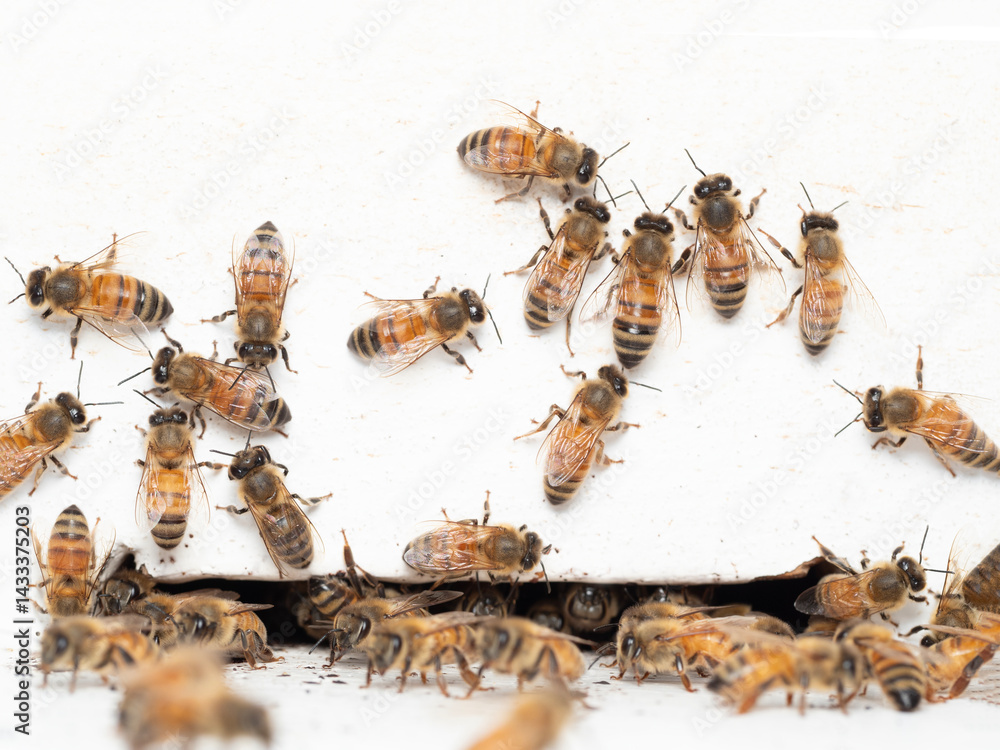 Bees in a beehive on a natural farm