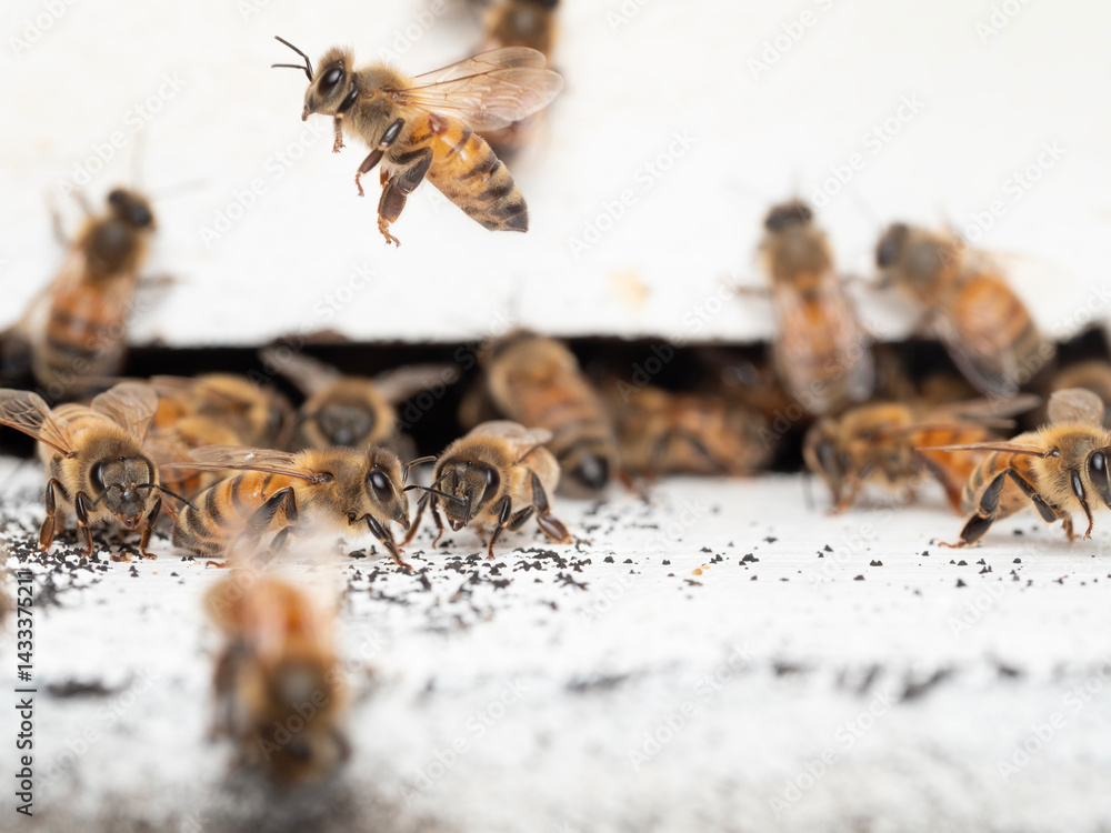 Bees in a beehive on a natural farm
