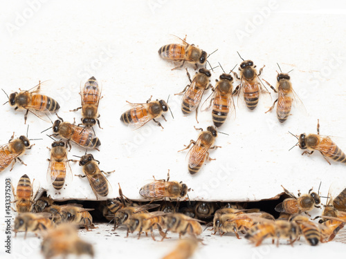 Obraz na płótnie Bees in a beehive on a natural farm w salonie