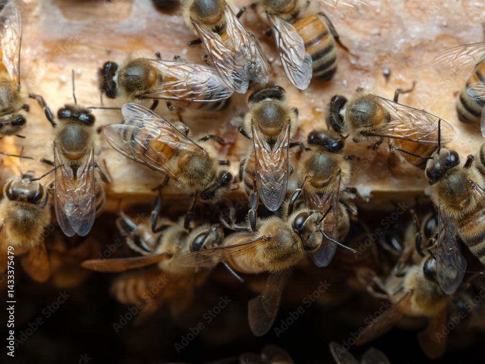 Bees in a beehive on a natural farm