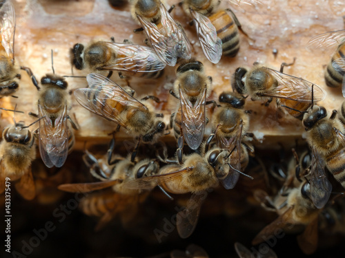Obraz na płótnie Bees in a beehive on a natural farm w salonie