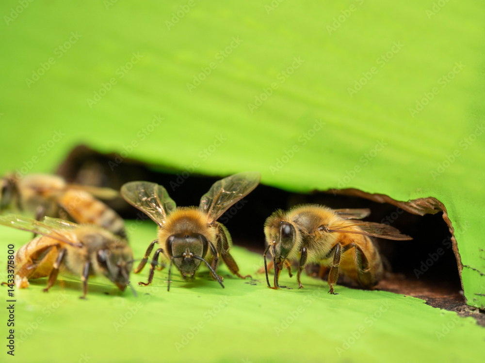 Bees in a beehive on a natural farm