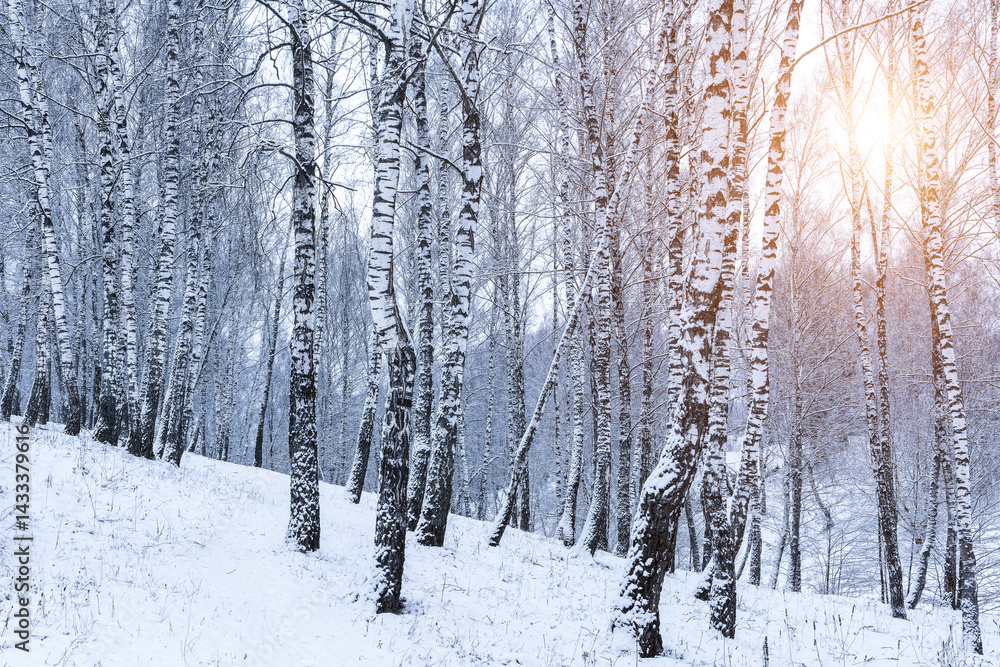 Fototapeta premium Birch grove after a snowfall on a winter. Sunlight breaking through the branches.