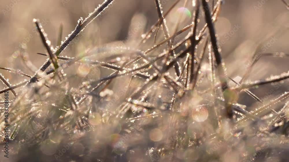 Frost-coated grass stems cross in a tangle, reflecting bright early sunlight in a natural cold-weather scene. Frost-coated grass stems cross in a tangle, reflecting bright early sunlight in a natural cold-weather scene.