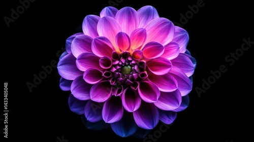 Purple Dahlia Flower Blooming Close Up on Dark Background Studio Shot