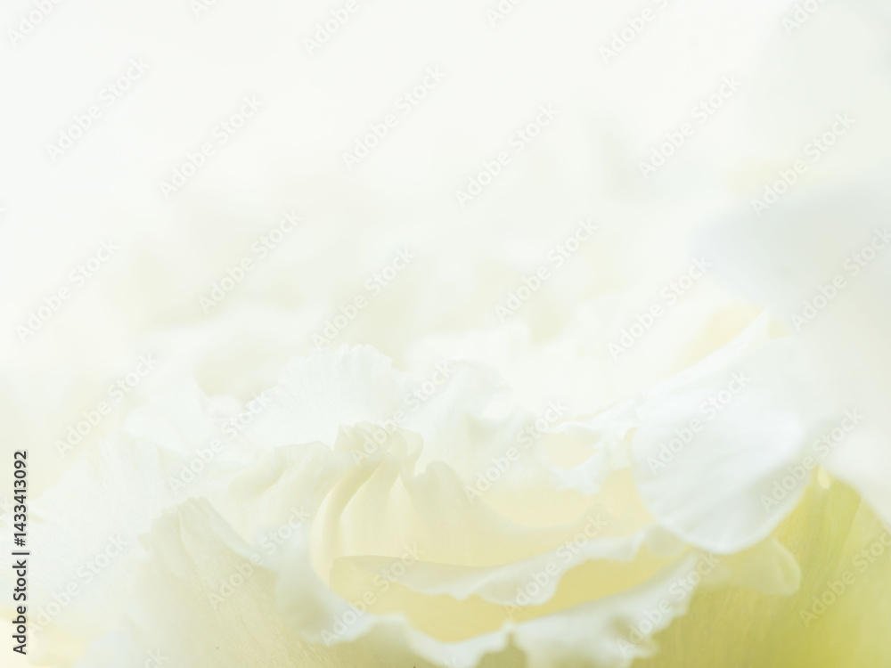 Obraz premium ユーストマの白い花のマクロ撮影21