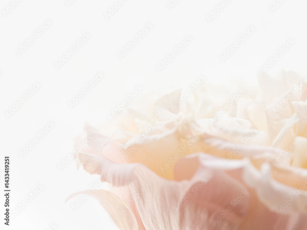 Fototapeta premium ユーストマのピンクの花のマクロ撮影17