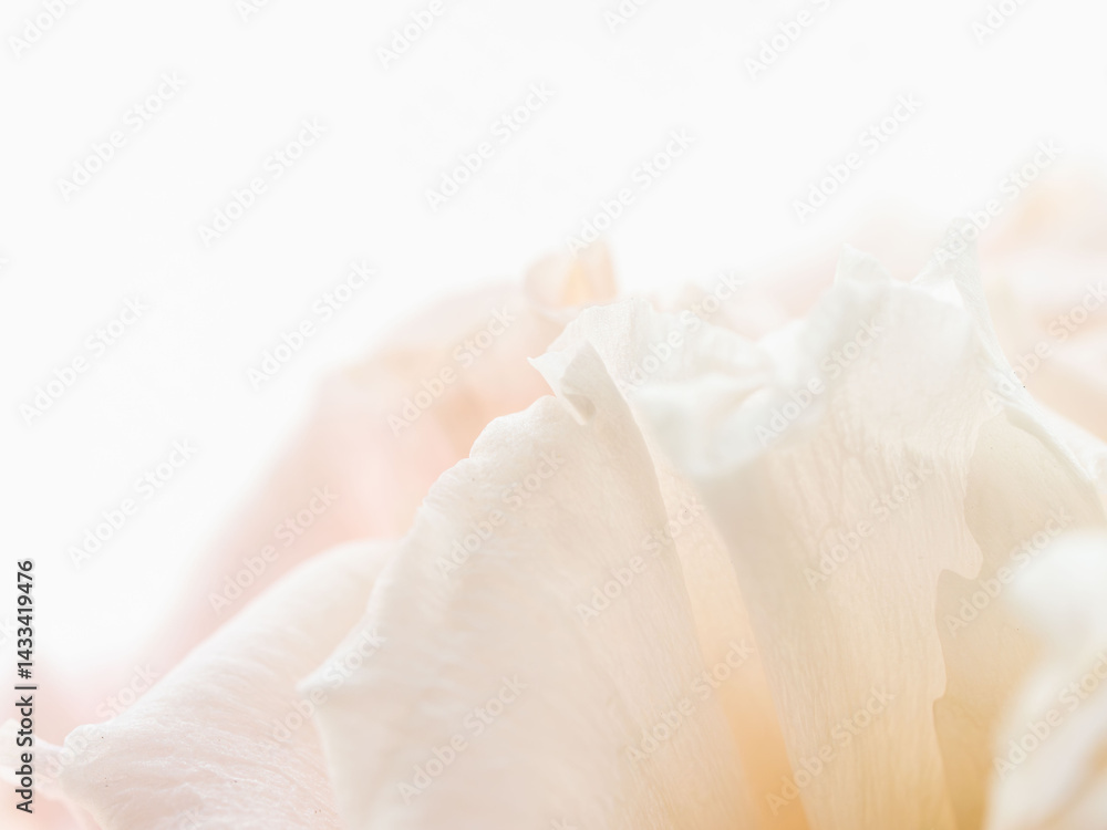 ユーストマのピンクの花のマクロ撮影22 ユーストマのピンクの花のマクロ撮影22