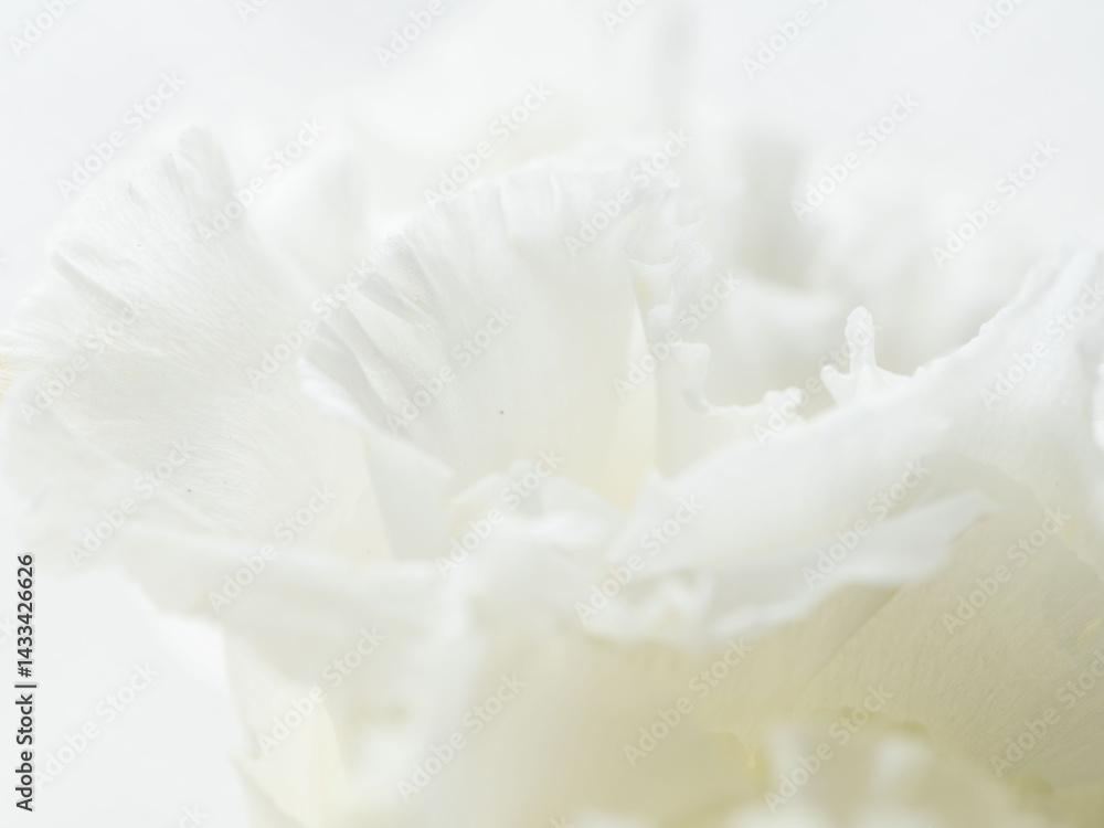 Obraz premium ユーストマの白い花のマクロ撮影104