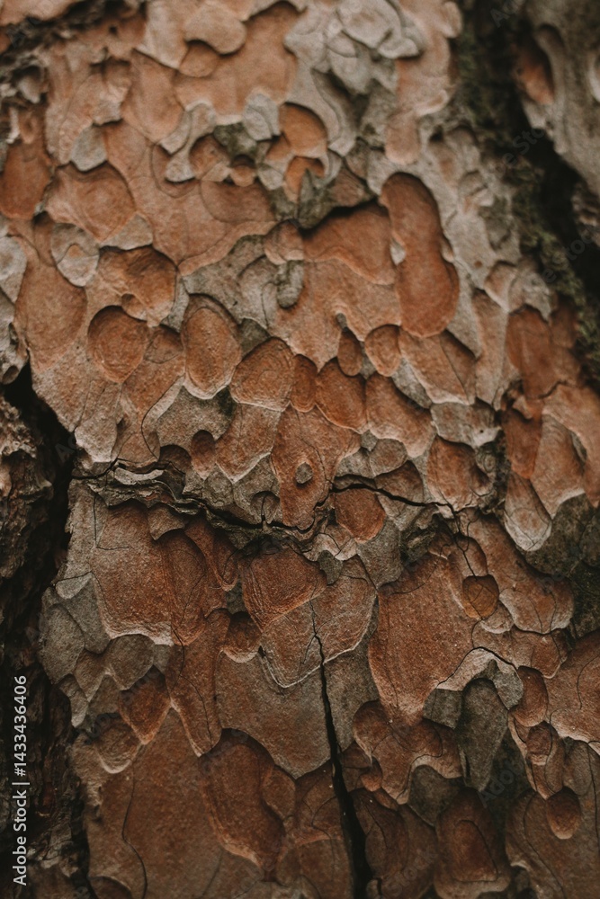 Textured tree bark with intricate patterns. Textured tree bark with intricate patterns.