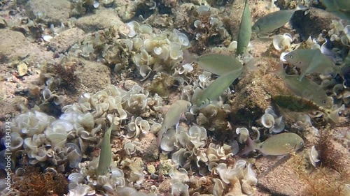 Schools of White Sea Bream (Diplodus sargus) and Dusky spinefoot (Siganus luridus) eat algae from stones. Both species are popular marine edible fish in the Mediterranean and Red Seas


